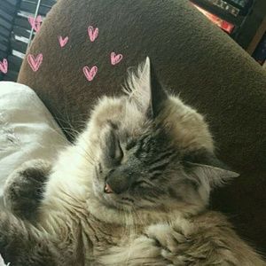 Meet your Posher, Dorothy